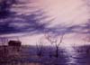 Inverno-sulla-palude--1988-